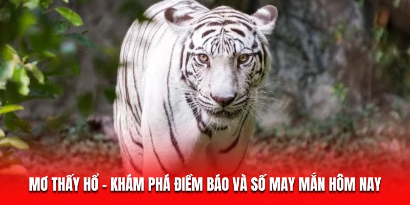 Mơ Thấy Hổ - Giải Mã Giấc Mơ Và Hé Lộ Bí Mật Tài Lộc 4 Mơ Thấy Hổ - Khám Phá Điềm Báo Và Số May Mắn Hôm Nay